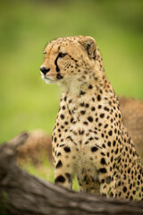 Close-up of cheetah sitting behind fallen log