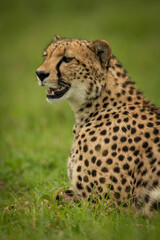 Naklejka na ściany i meble Close-up of cheetah lying in short grass