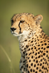 Naklejka na ściany i meble Close-up of head and shoulders of cheetah