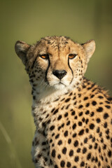 Close-up of cheetah sitting with turned head