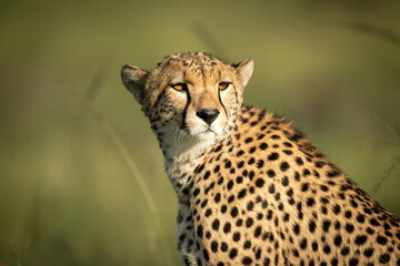 Close-up of cheetah sitting turning head round
