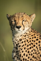 Close-up of cheetah sitting with eyes closed
