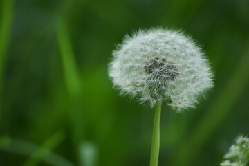 dandelion
