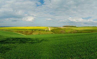 Obraz premium Yorkshire wolds with fields of wheat and oil seed rape under overcast sky. Sledmere, UK.