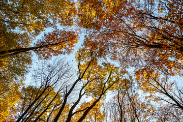 Fototapeta premium autumn in the forest