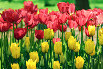 Tulips blooming in a flower bed