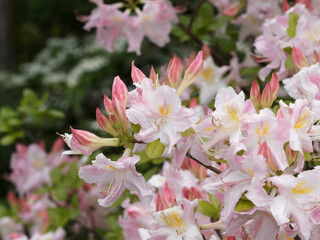 Azalea  Occidentale | Rhododendron occidentale or western azalea. Schrub with trumpet-shaped flowers, pink and white petals with yellow blotch in the central between bright green leaves