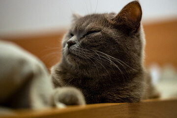 cat on the couch