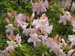 Rhododendron occidentale or Western Azalea (Azalea occidentalis)