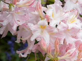 (Azalea occidentalis) Rhododendron occidentale or western azalea with delightfully scented trumpet-shaped flowers white and pink with bright yellow to orange spot