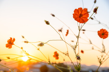 秋 さわやか自然 背景素材 もみじ 紅葉 クローズアップ素材 日本年秋撮影 九州 熊本県 立田自然公園 Autumn Refreshing Nature Background Material Maple Autumn Leaves Close Up Material Photographed In Autumn In Japan Kyushu Kumamoto Wall