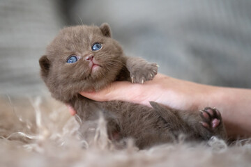 Extram niedliches Katzenbaby BKH Kitten ganz verträumt