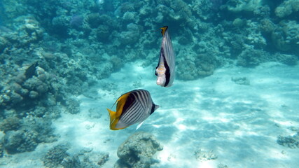 Beautiful fish on the Red Sea reef.