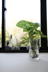 Syngonium podophyllum Arrowhead plant glass vase on desk in front of window