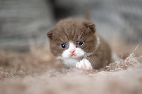 Extram niedliches Katzenbaby BKH Kitten ganz vertr&auml;umt