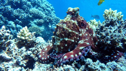 Octopus. Big Blue Octopus on the Red Sea Reefs.