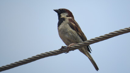Passaro