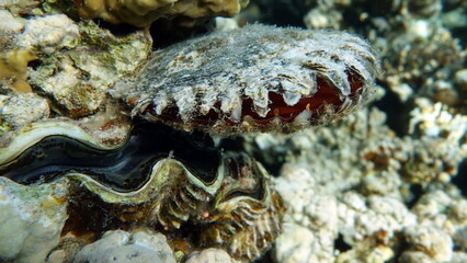 Rugose giant clam. Molluscs, type Mollusca. Bivalve mollusks. Family Tridacnidae - Tridacnidae. Large tridacna.