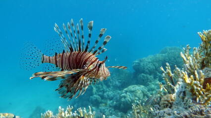 Lion Fish in the Red Sea.
