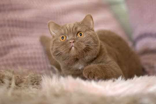 Extram niedliches Katzenbaby BKH Kitten ganz vertr&auml;umt