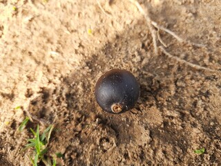 Alangium salvifolium or sage leaved alangium tree fruit. It is is a flowering plant in the Cornaceae family. Round wildfruit in nature background.