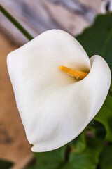 Allassac (Corr&egrave;ze, France) - Fleur d'arum (Zantedeschia)
