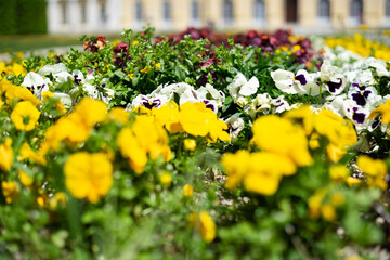 Close up of pansies planted in colorful variation in an ornamental flower bed