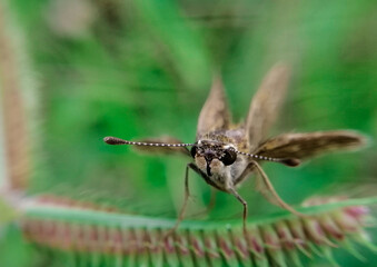 close up of dragonfly