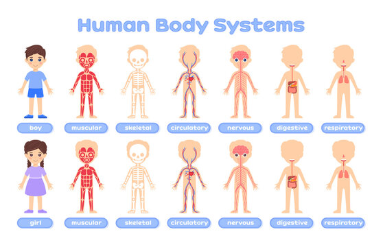 Cartoon infographic set with the baby body system. Human body system: skeletal,muscular,circulatory,nervous,digestive,respiratory.Medical infographics.Flat color style.White background.Vector.