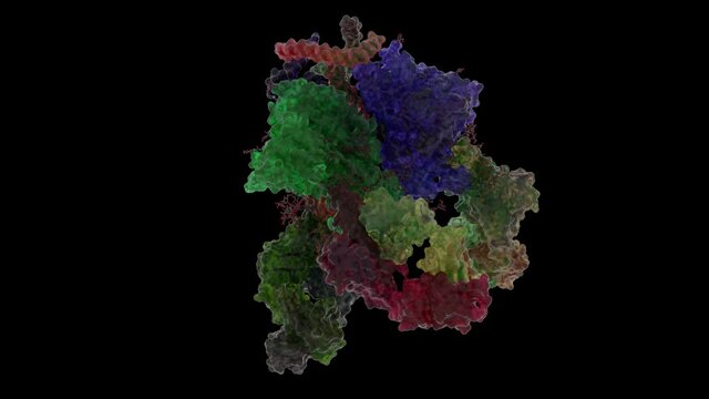 BG505 SOSIP gp140 HIV-1 Env trimer in Complex with the Broadly Neutralizing Fab PGT122. Shell with Ribbons and Atoms inside.