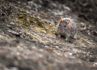 Ratte an einem Ufer, Maus
