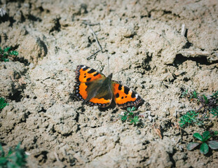 Fototapeta na wymiar orangener Schmetterling mit schwarzen punkten