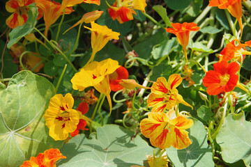 A mix of edible Capucine Dwarf Jewel Nasturtium flowers in red and yellow