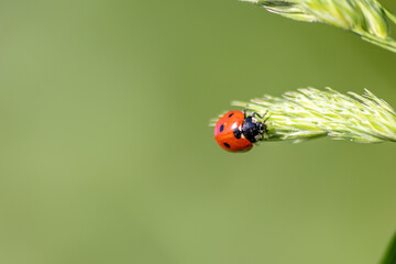 Beautiful black dotted red ladybug beetle climbing in a plant on green grass seeds with copy space hunting for plant louses to kill them as beneficial organism and useful animal in the spring garden