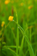 Dew drops on green grass on a blurred bright green background.
