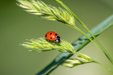 Beautiful black dotted red ladybug beetle climbing in a plant on green grass seeds with copy space hunting for plant louses to kill them as beneficial organism and useful animal in the spring garden