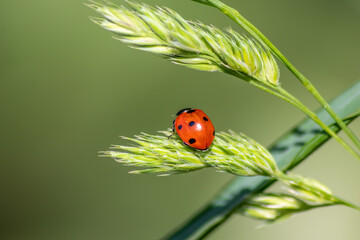 Beautiful black dotted red ladybug beetle climbing in a plant on green grass seeds with copy space...