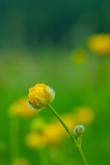 Blooming yellow globeflower covered with dew drops on blurred background.