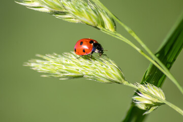Beautiful black dotted red ladybug beetle climbing in a plant on green grass seeds with copy space...
