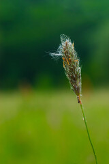 A spikelet with dew drops on it against a uniform blurred background. Closeup.