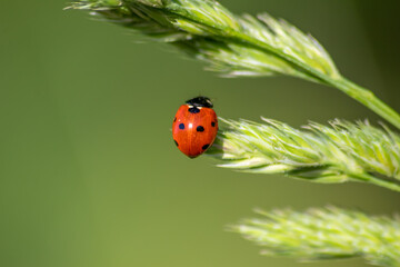 Beautiful black dotted red ladybug beetle climbing in a plant on green grass seeds with copy space hunting for plant louses to kill them as beneficial organism and useful animal in the spring garden