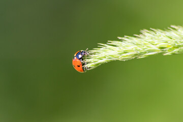 Beautiful black dotted red ladybug beetle climbing in a plant on green grass seeds with copy space hunting for plant louses to kill them as beneficial organism and useful animal in the spring garden