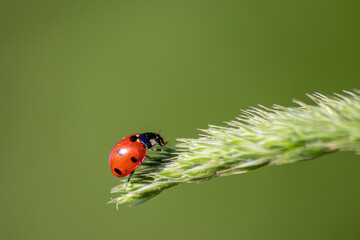 Beautiful black dotted red ladybug beetle climbing in a plant on green grass seeds with copy space hunting for plant louses to kill them as beneficial organism and useful animal in the spring garden © sunakri