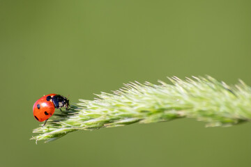 Beautiful black dotted red ladybug beetle climbing in a plant on green grass seeds with copy space hunting for plant louses to kill them as beneficial organism and useful animal in the spring garden