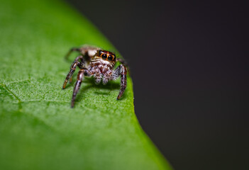 Springspinnen (Salticidae) auf einem grünen Blatt, Nahaufnahme