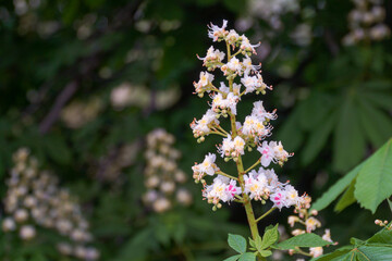 Close-up chestnut flower against a background of green leaves and other flowers.