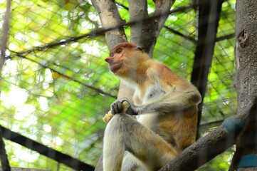 japanese macaque sitting on a tree