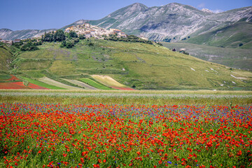 Castelluccio di Norcia - Umbria, Italy, july 7 2020 - the famous flowering of Castelluccio di Norcia. great colors during 3 weeks in june and july 'cause of lentil cultivation.