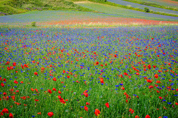 Castelluccio di Norcia - Umbria, Italy, july 7 2020 - the famous flowering of Castelluccio di Norcia. great colors during 3 weeks in june and july 'cause of lentil cultivation.