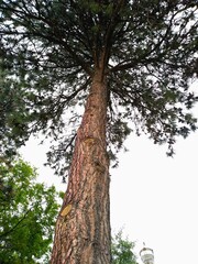 Close-up of a pine tree with a brown trunk and green crown